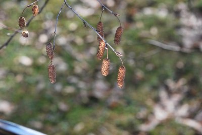 Betula pendula 'Golden Cloud' - bříza bělokorá - zralé šištice na větvičce